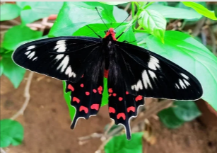 Biodiversity — EPIC SS Padur